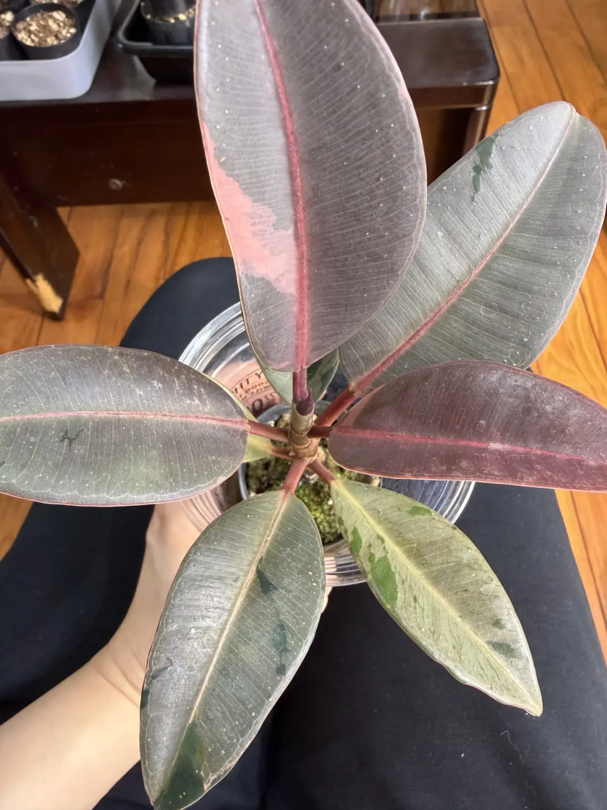 フィカス　ブルールビー　先祖返り