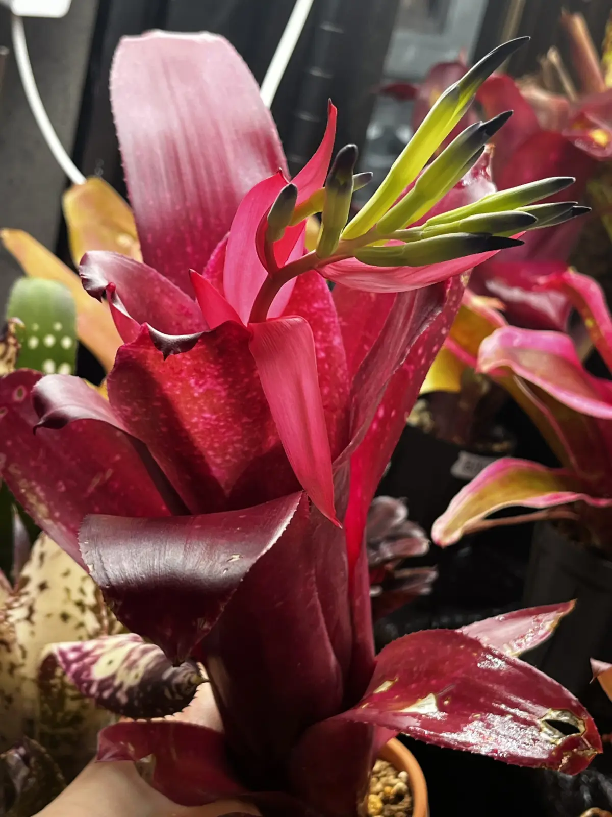 ビルベルギア　ウォーターメロンマン　花