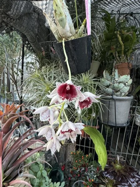 クロウエセタム　ペナンワルツ　開花株全体　タケノコ蘭　蘭