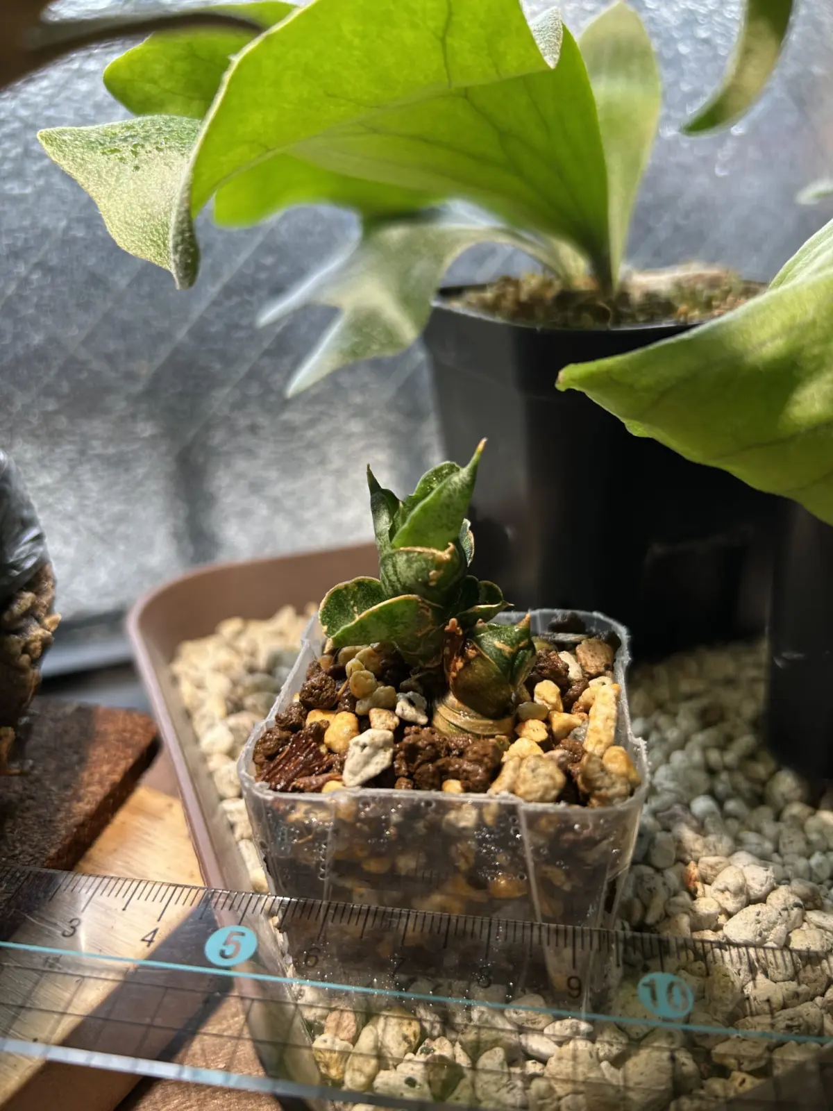 サンスベリア　スーパードワーフ