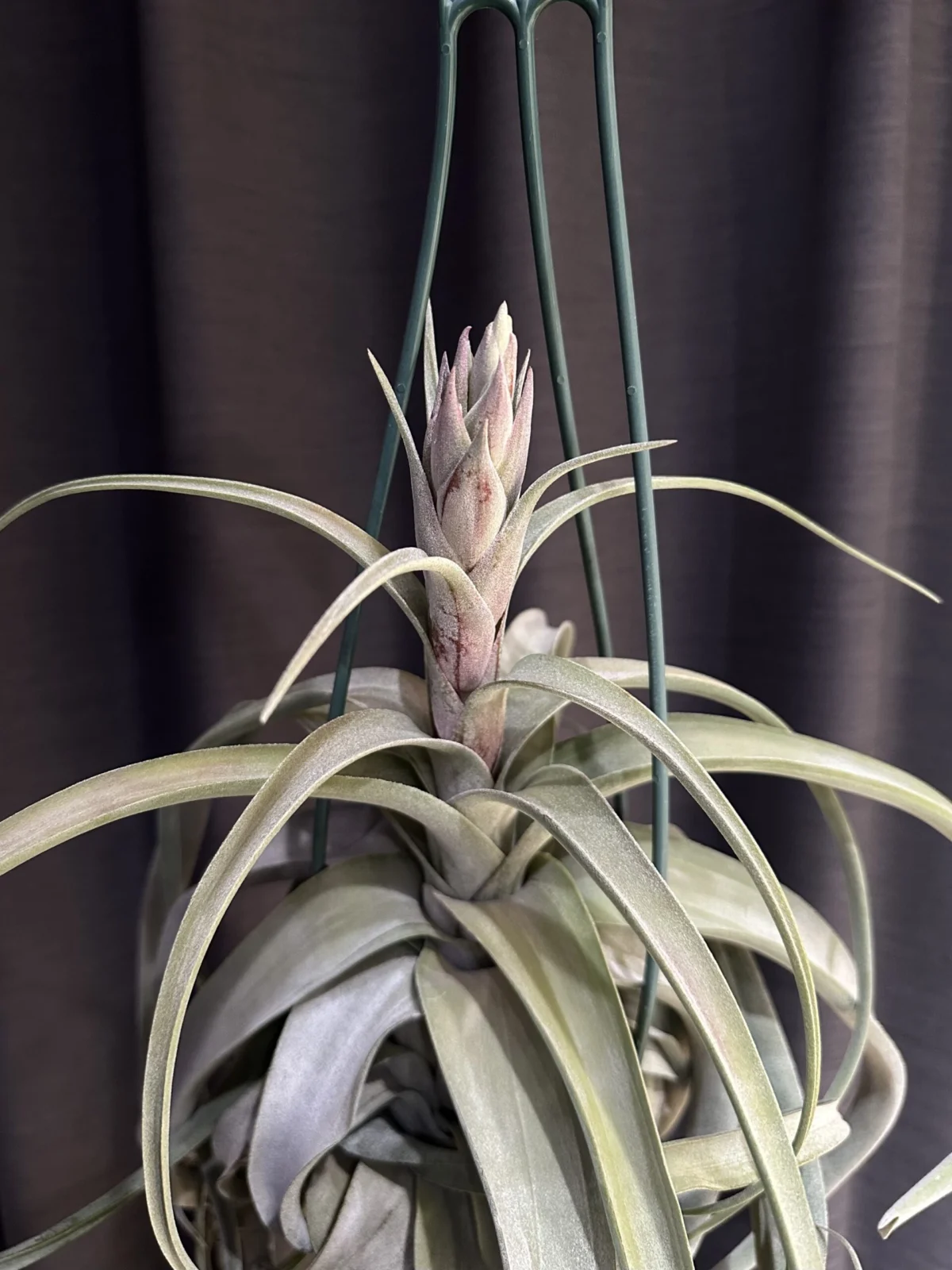 ティランジア ストレプトフィラ