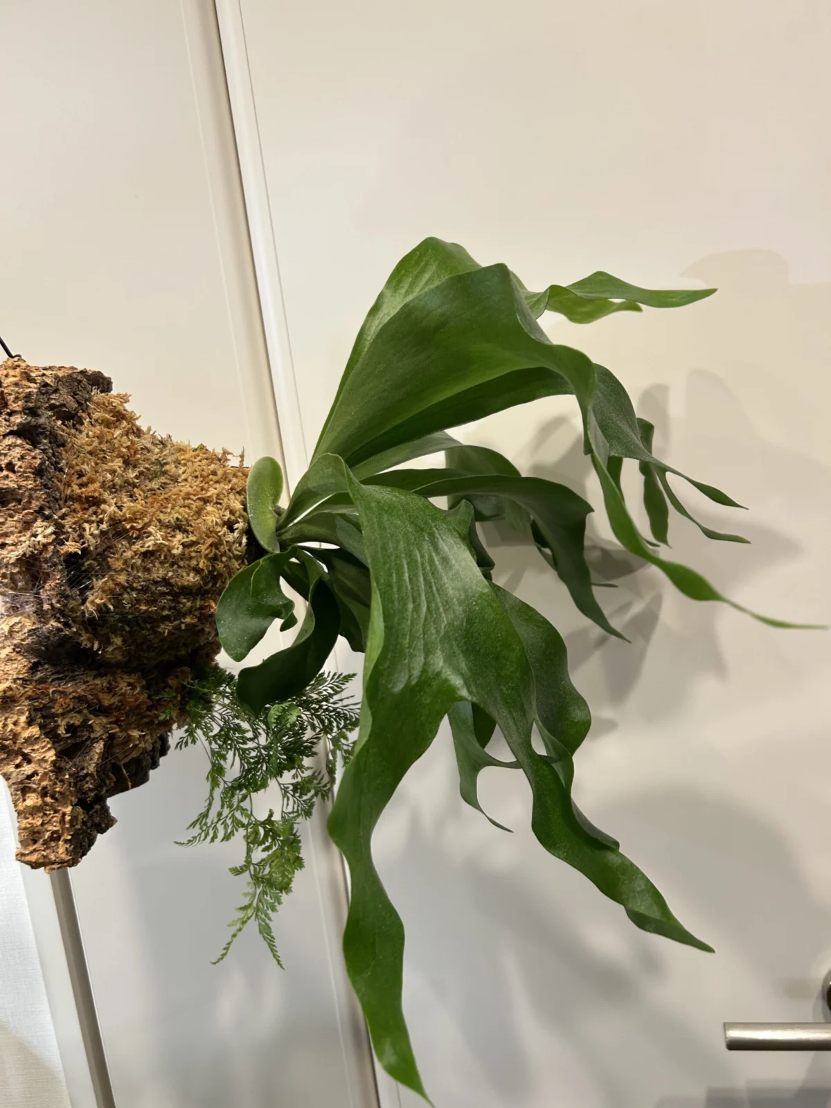 ビカクシダ　ヒリー & ダバリア　ラビットフット　寄せ植え
