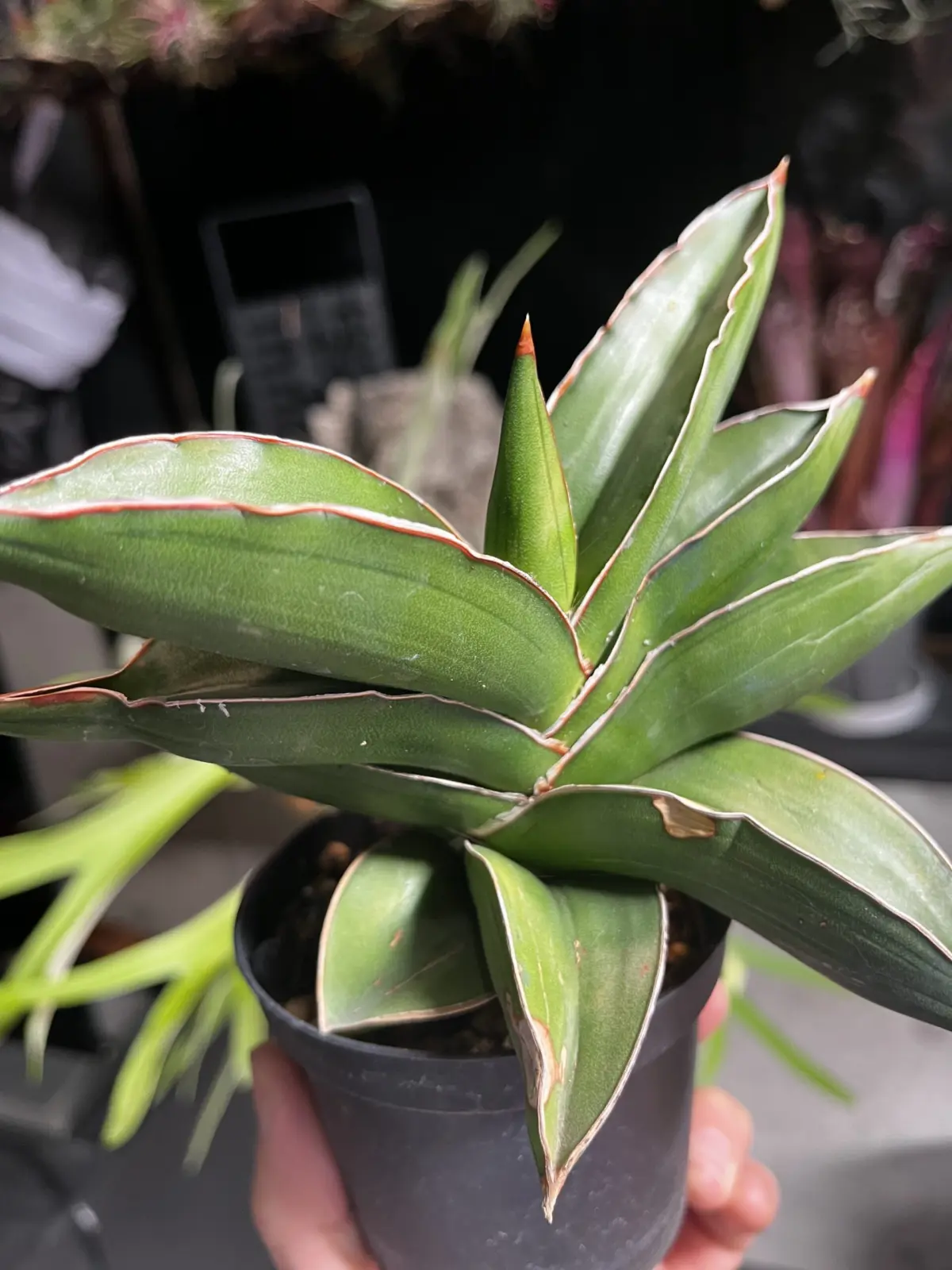 サンセベリア　サムライ