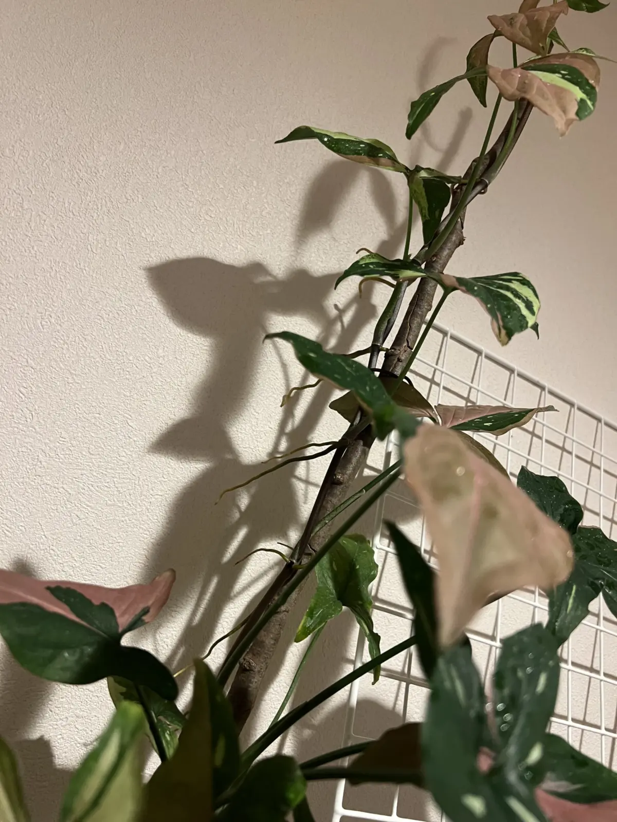 シンゴニウム　レッドスポットトリカラー