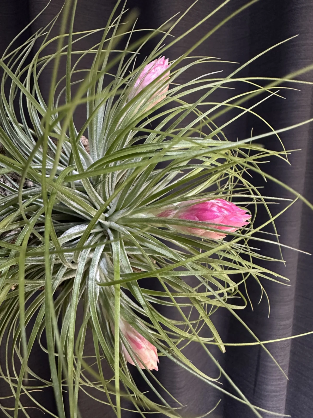 ティランジア ストリクタ マナ