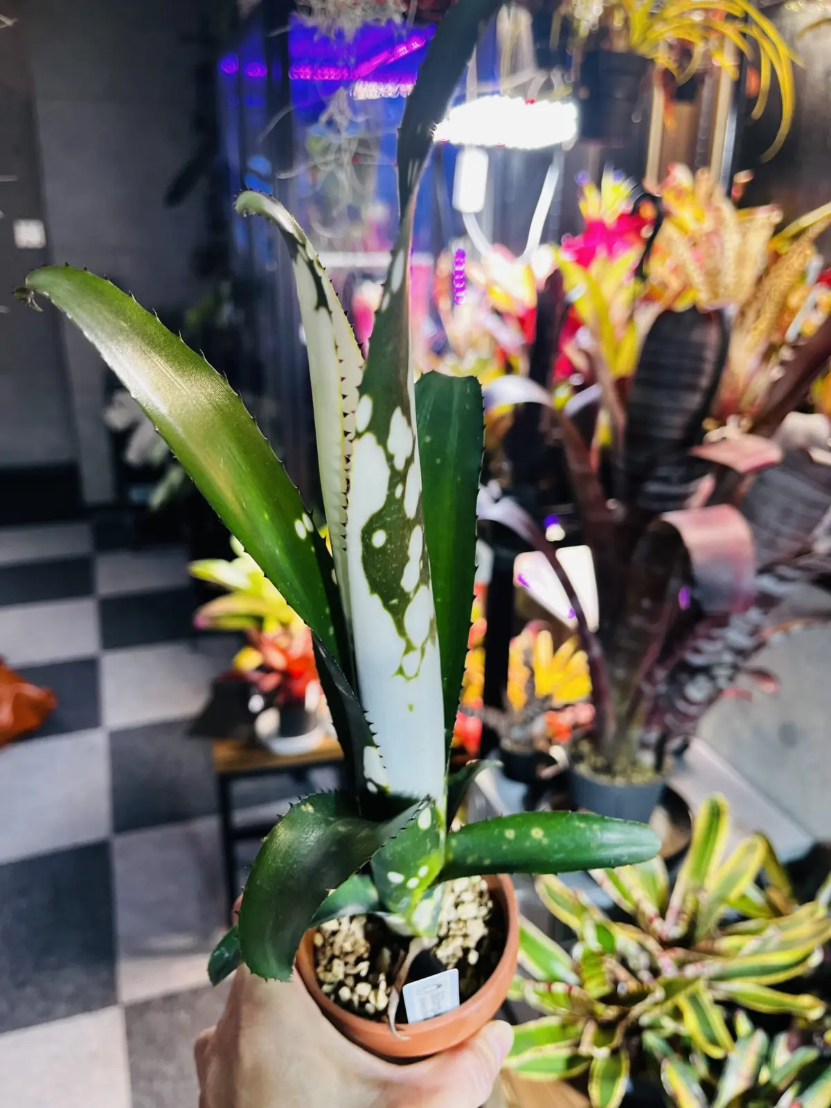 ビルベルギア　ドミンゴスマルティンス× ブックホルツィー