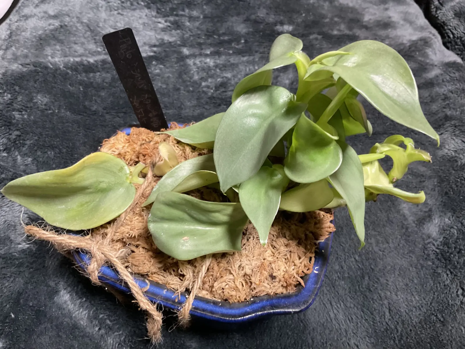 フィロデンドロン シルバーメタル 萎縮