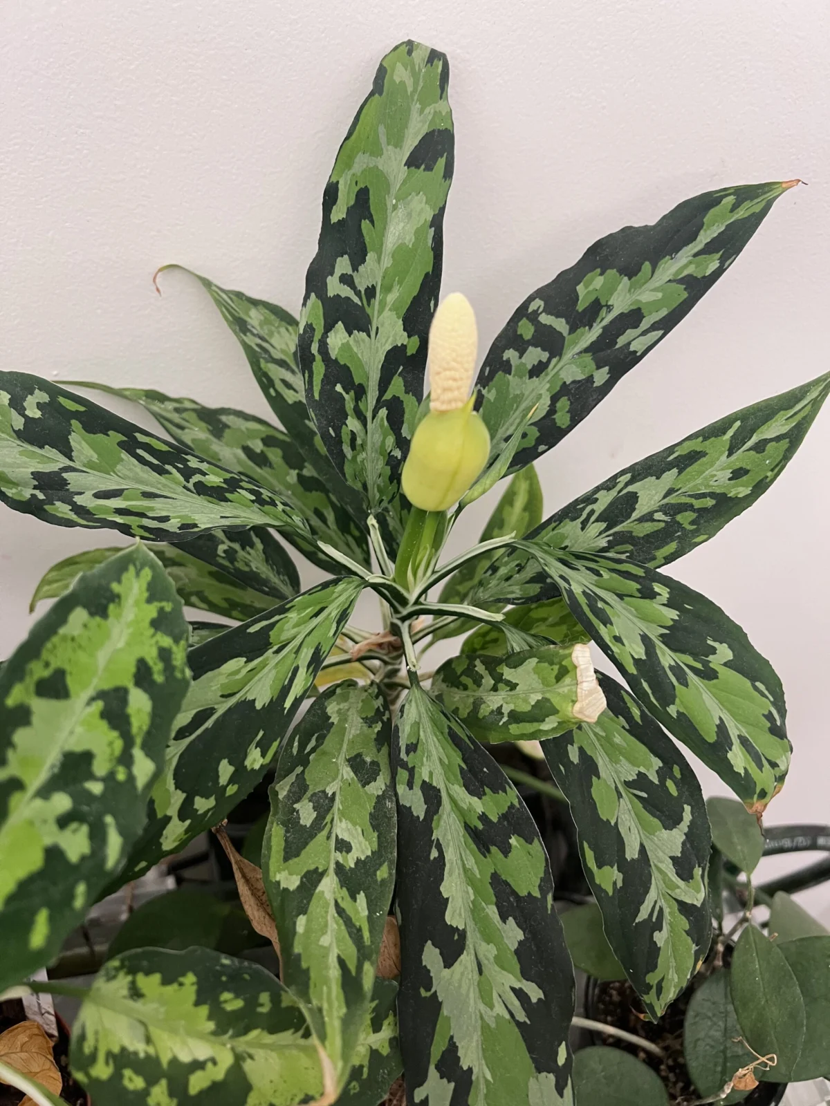 アグラオネマ　ピクタム　トリカラー　エウレカ