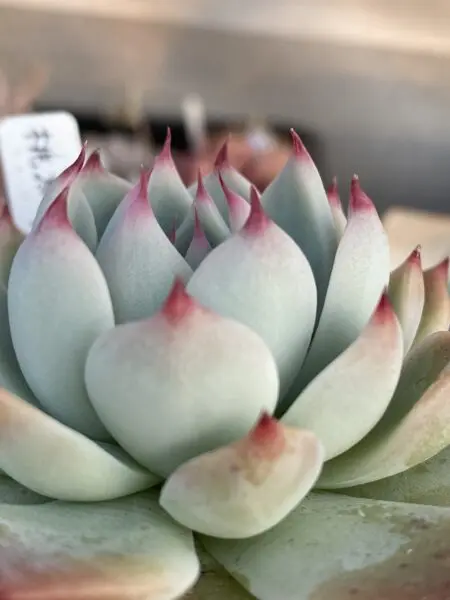 多肉植物 エケベリア 桃太郎