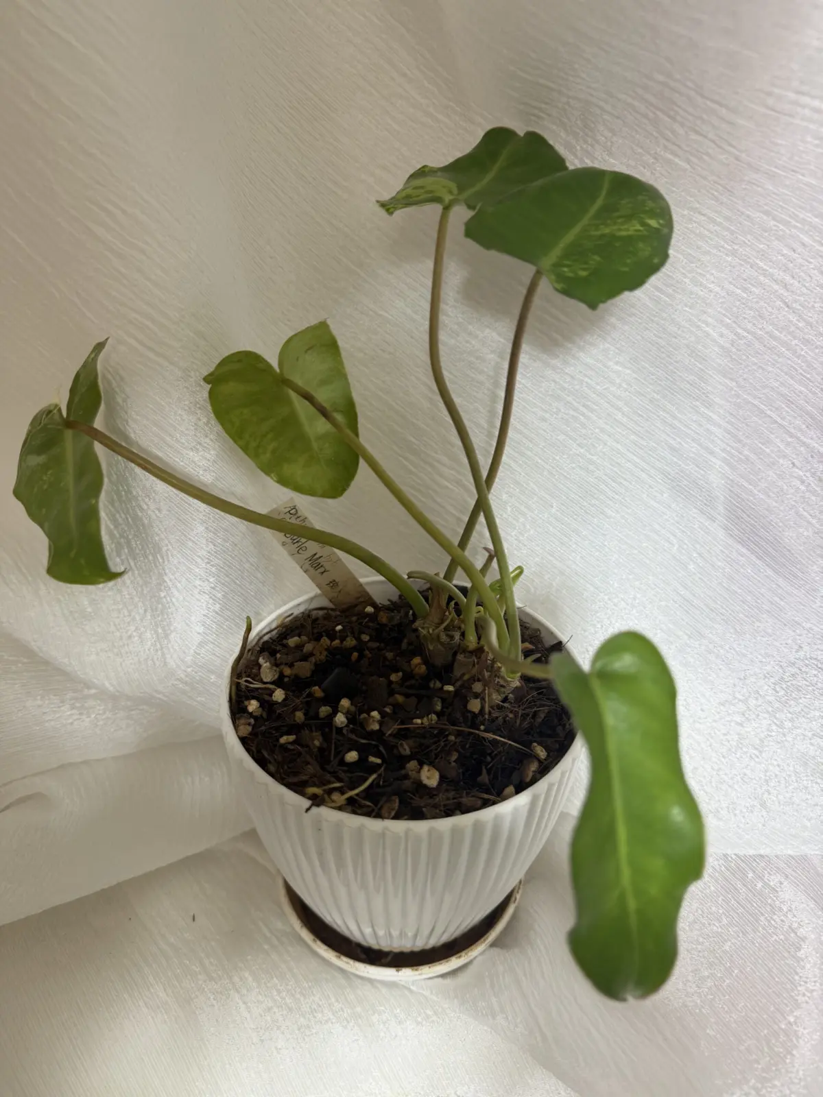 フィロデンドロン　バールマルクス・フレーム　斑入り