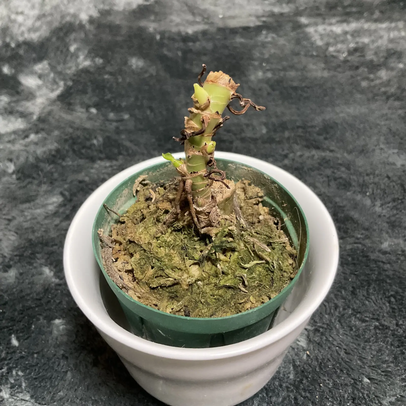 フィロデンドロン シルバーメタル 萎縮