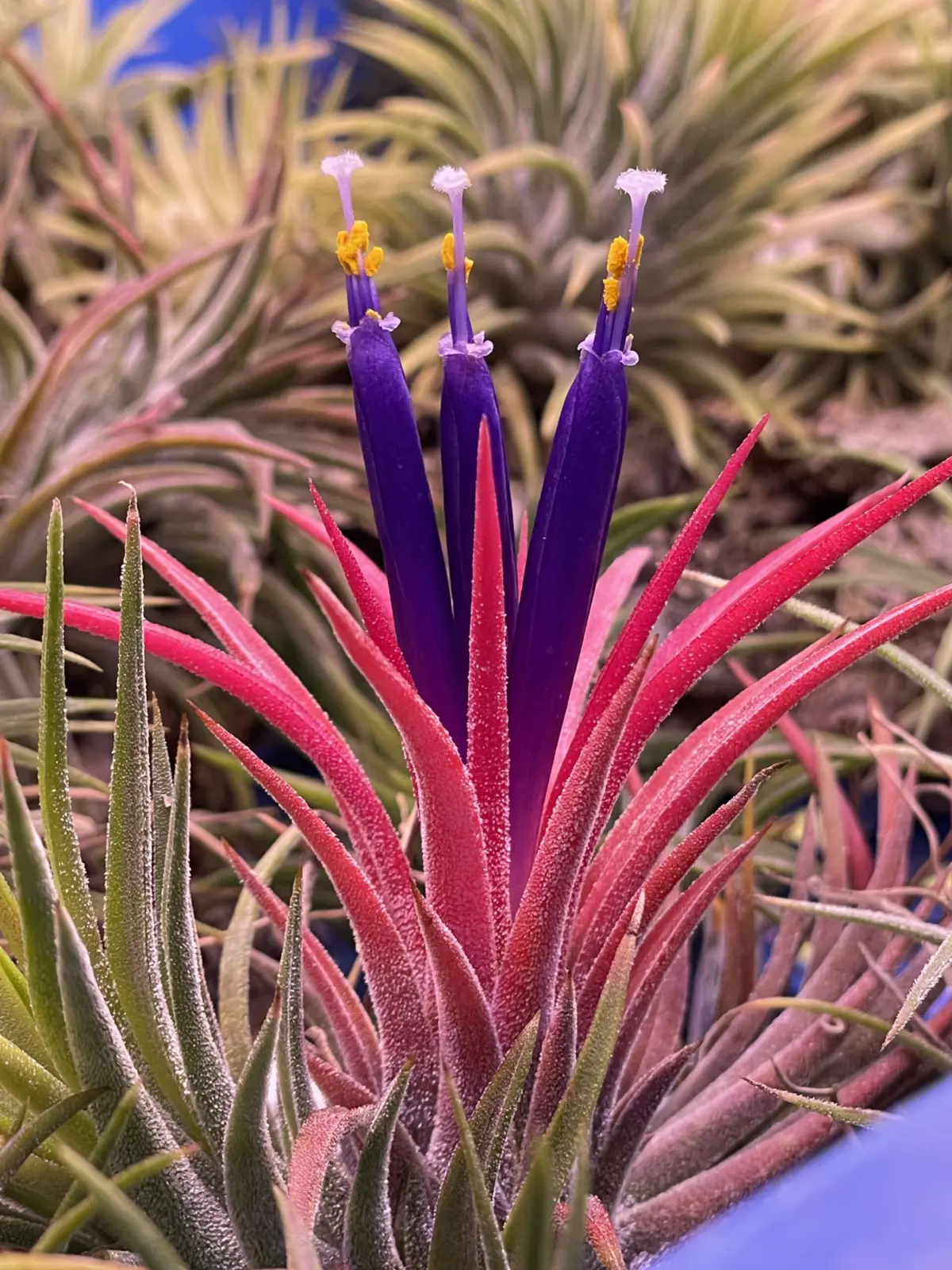 ティランジア　イオナンタ