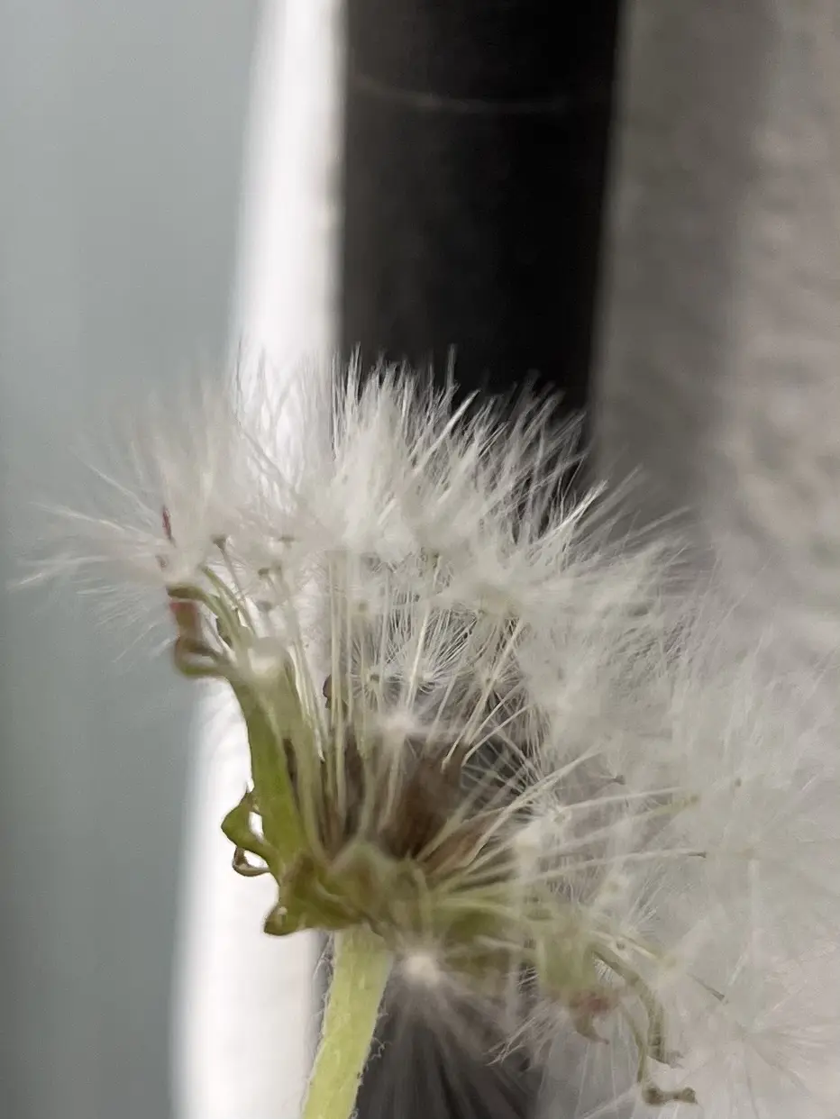 シロバナタンポポ　冠毛　綿毛