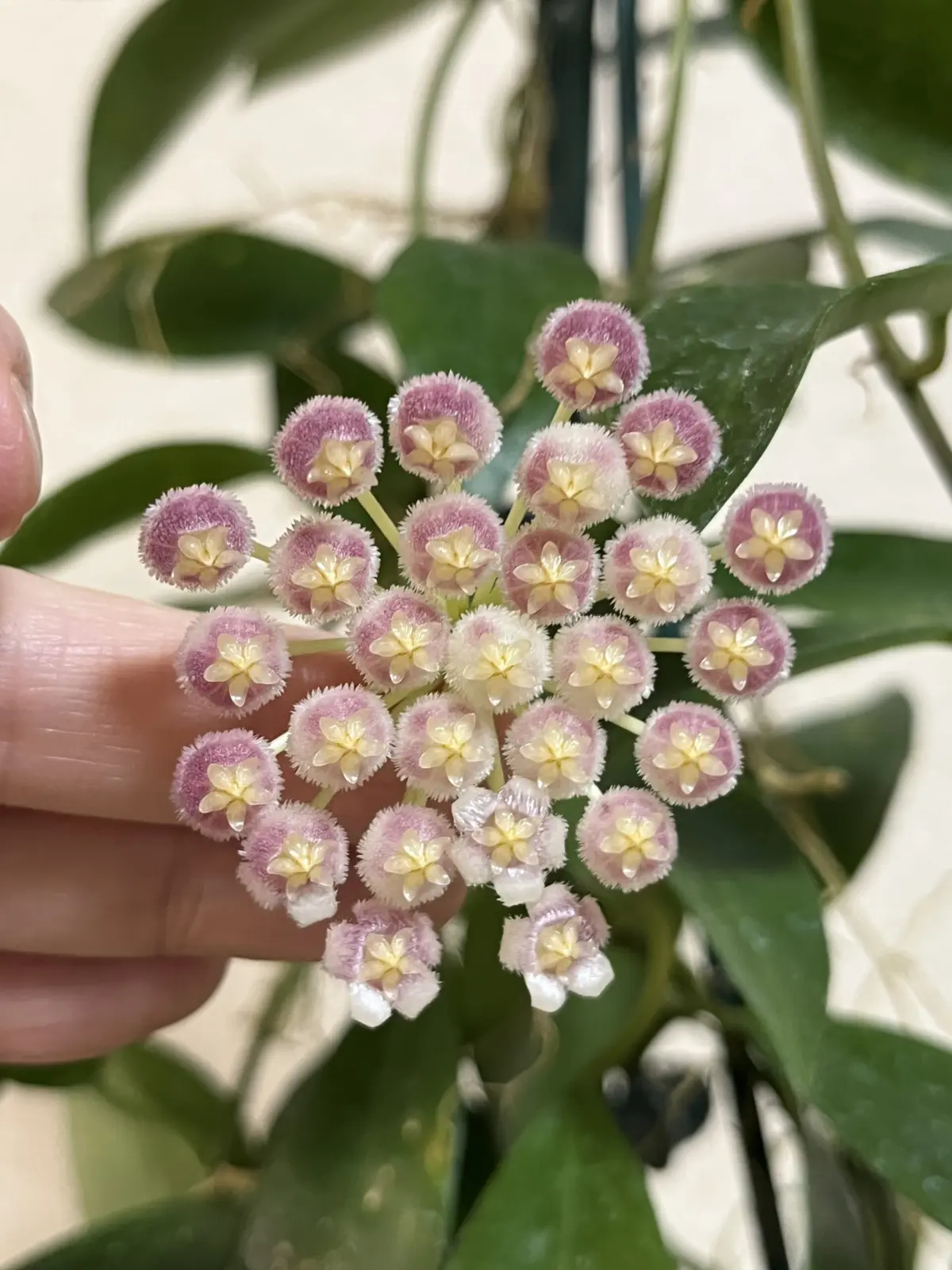 ホヤ ラクノーサ パープル 花