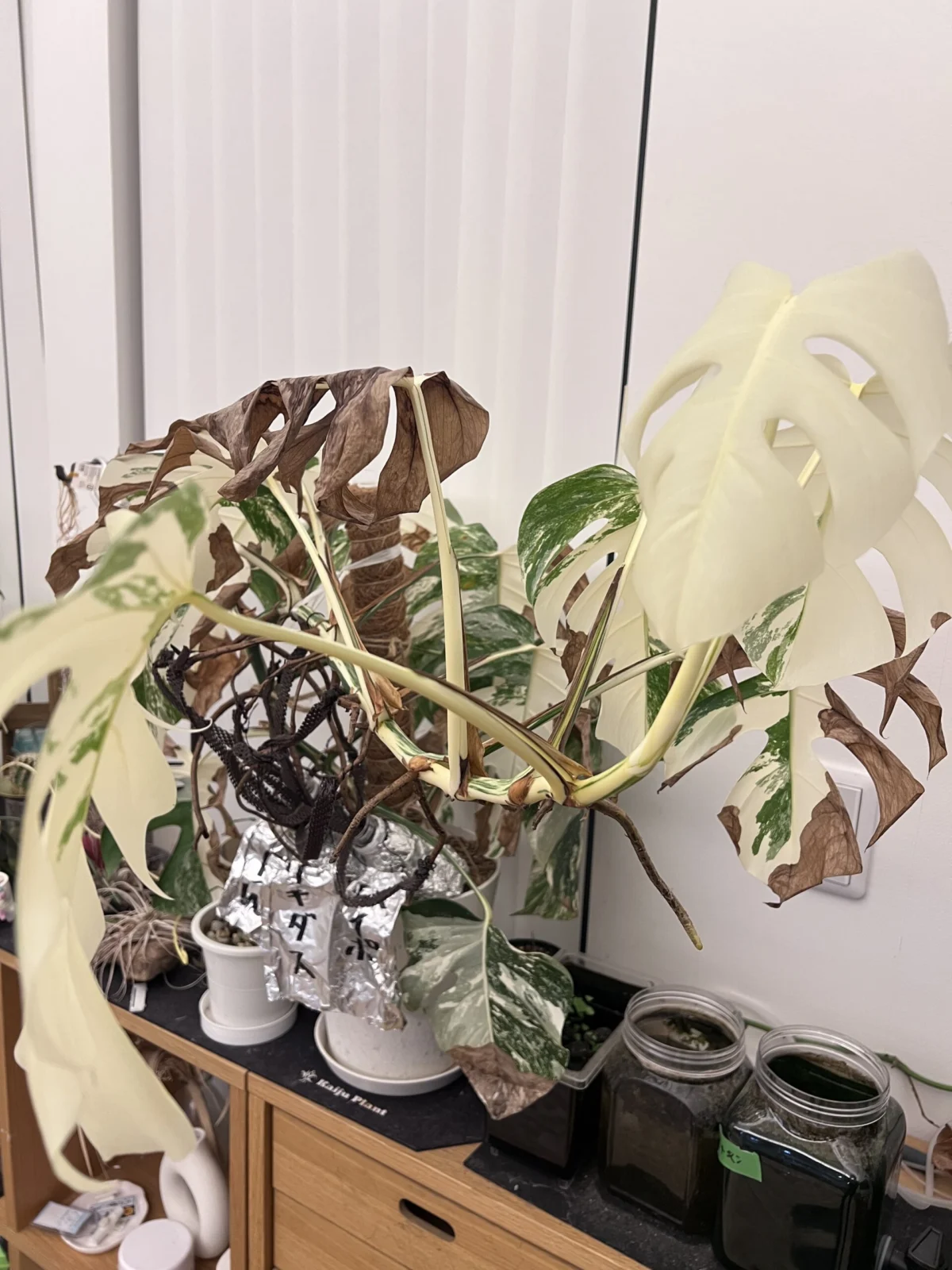 モンステラ　ボルシギアナ　斑入り