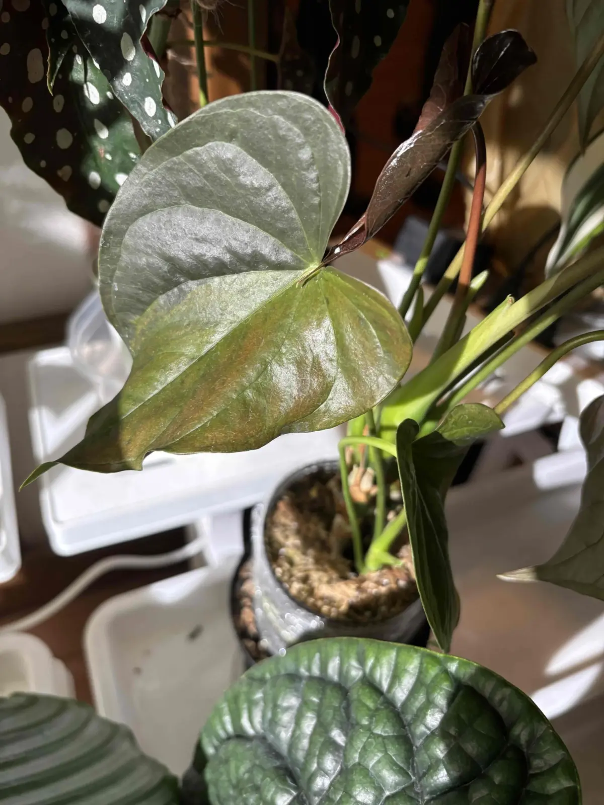 アンスリウム　ロムズレッド　斑入り