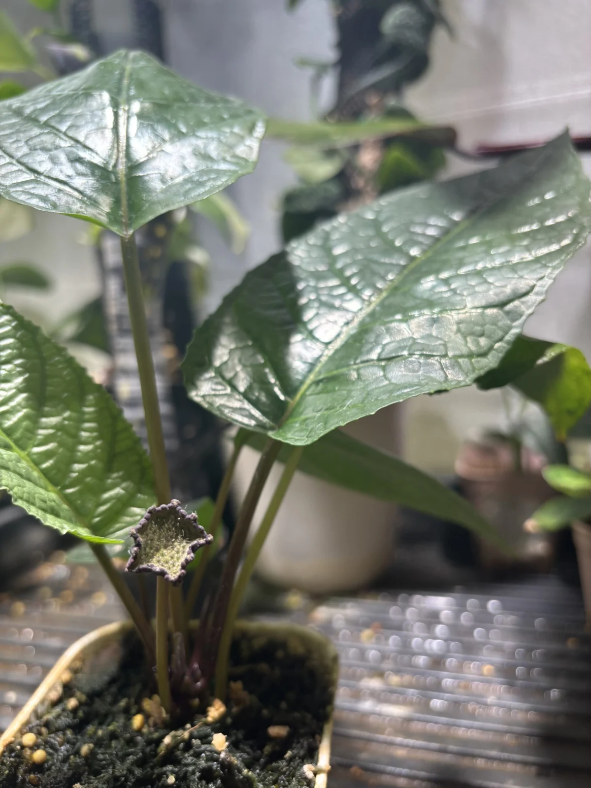 ドルステニア・エラータ (Dorstenia elata) クワ科ドルステニア属