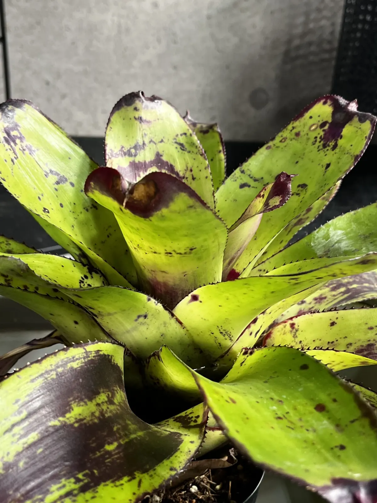 ネオレゲリア　ペインテッド　ディライト