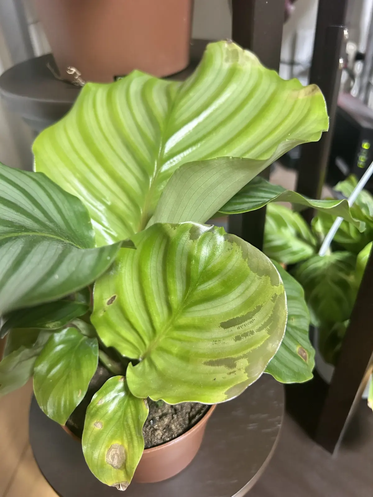 カラテア/オルビフォリア