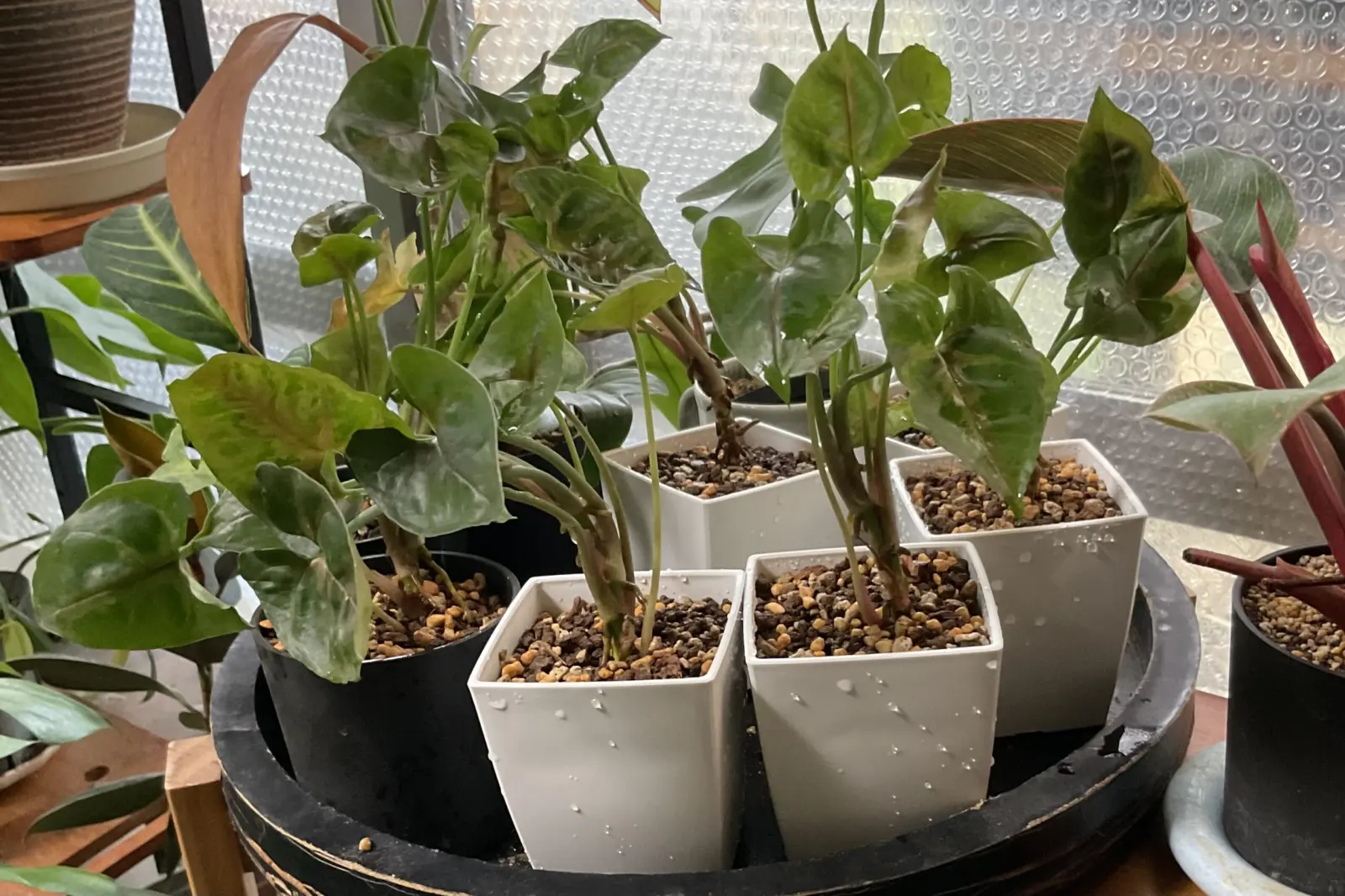 シンゴニウム ②