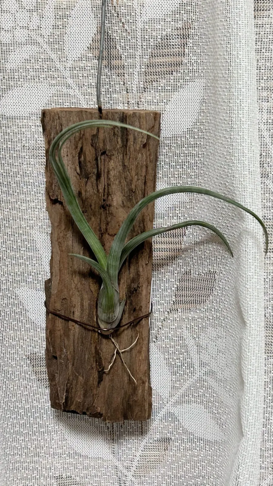 ティランジア プセウドベイレイ