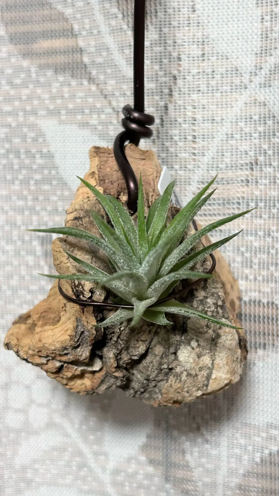 ティランジア イオナンタ ハムエムラ