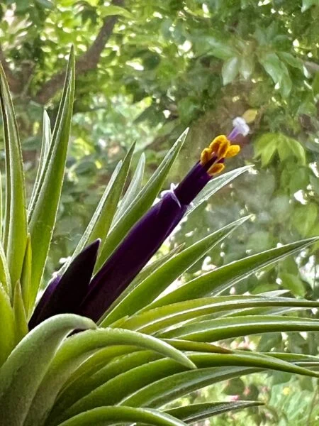 ティランジア　イオナンタ　花