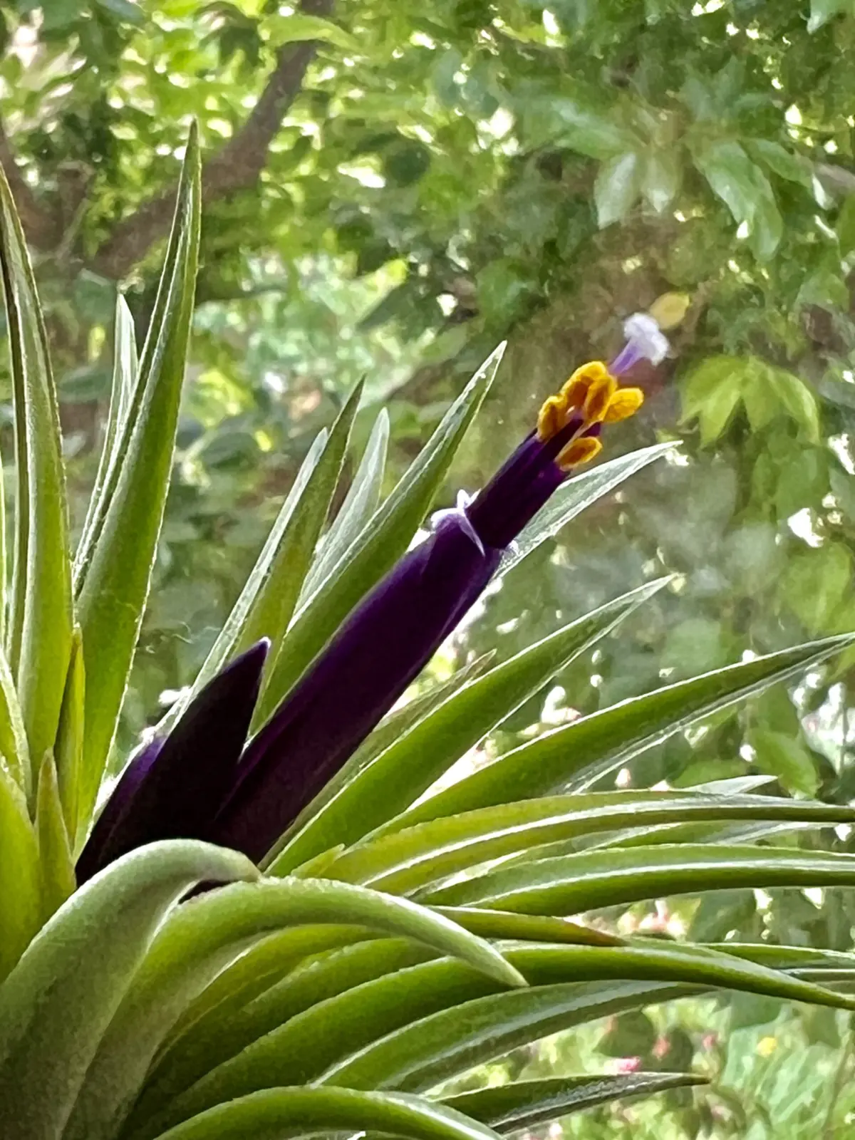 ティランジア　イオナンタ　花