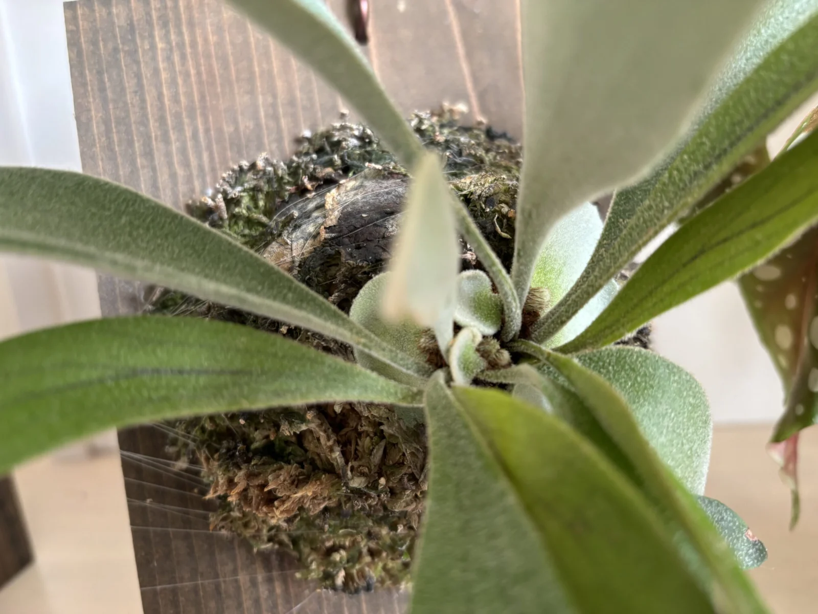 ビカクシダ　ベイチー