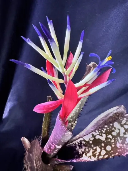 ビルベルギア　オーバーザムーン　花