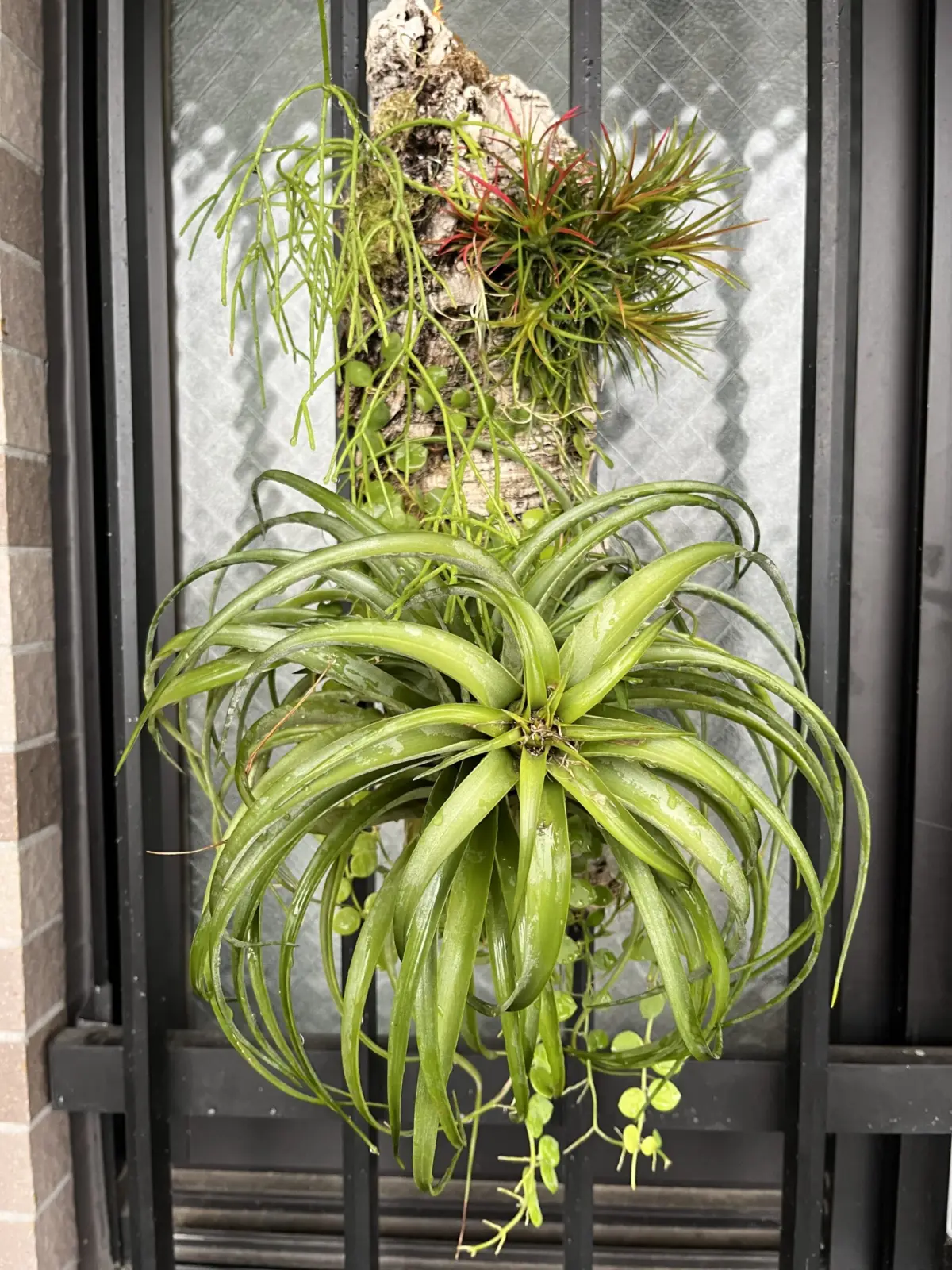 リプサリスカスッサ イオナンタ フエゴ ブラキカウロス 板付け ディスキディアヌンムラリア