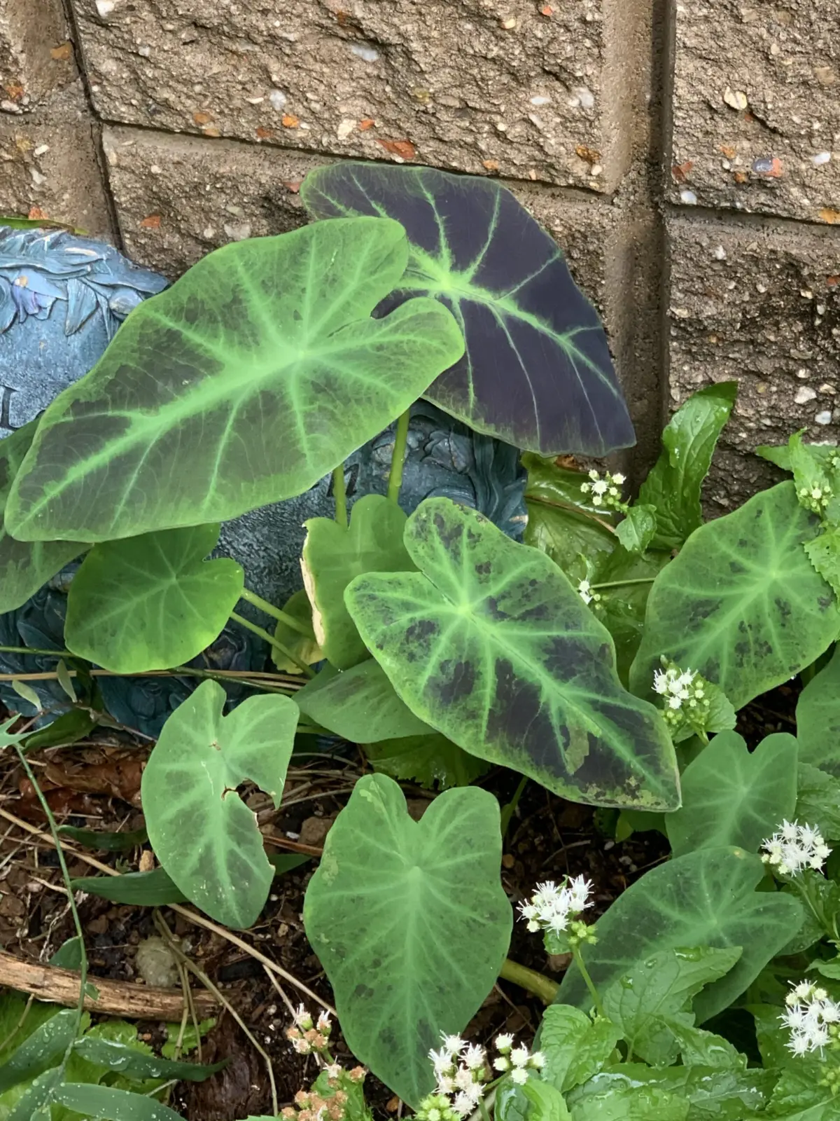 コロカシア　イルストリス