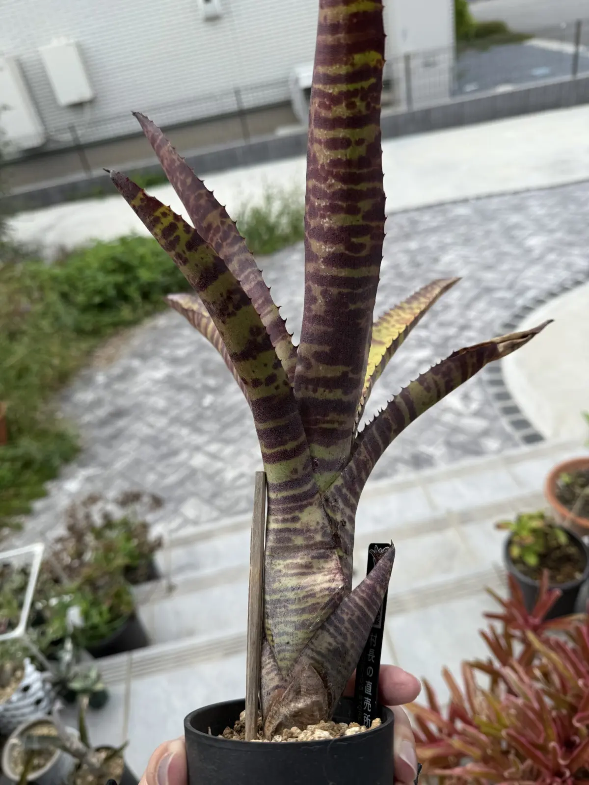 ネオレゲリア　ハンニバルレクター