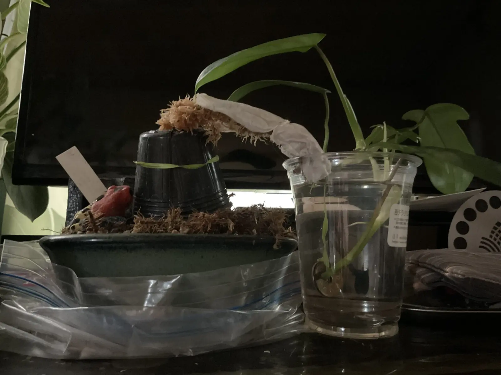 フィロデンドロン フロリダ