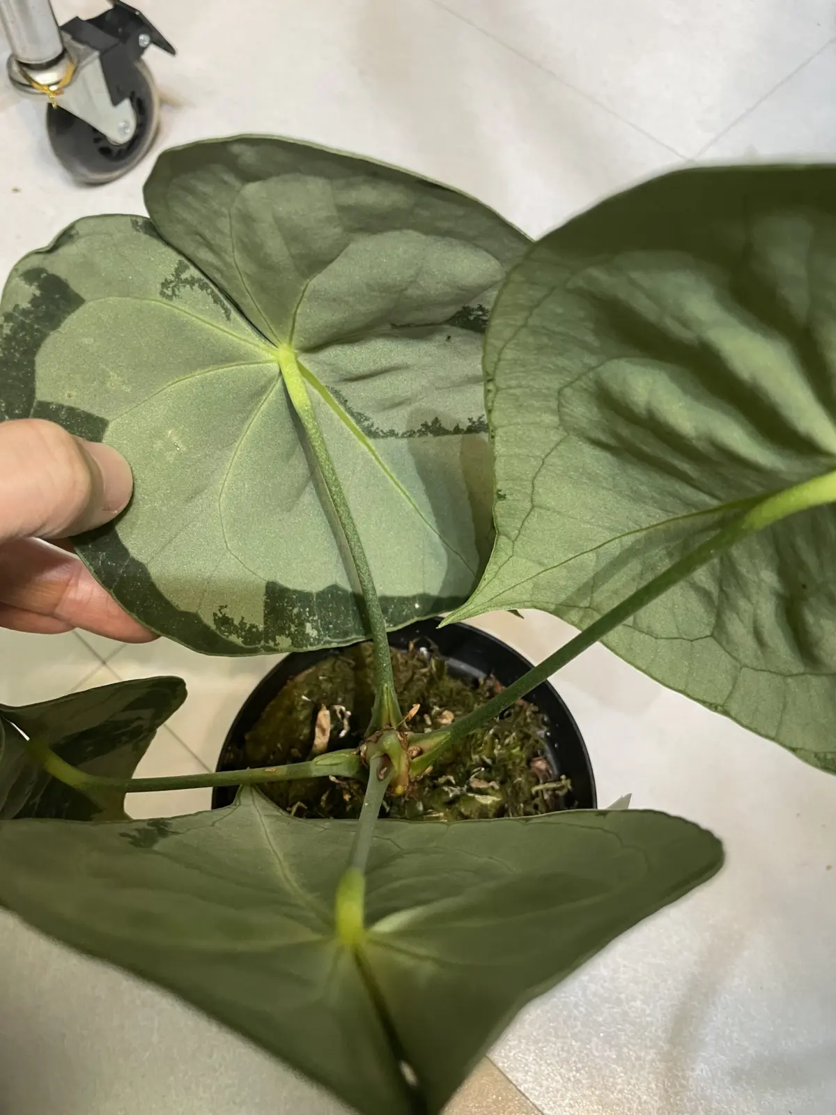 アンスリウム　クラリネビウム