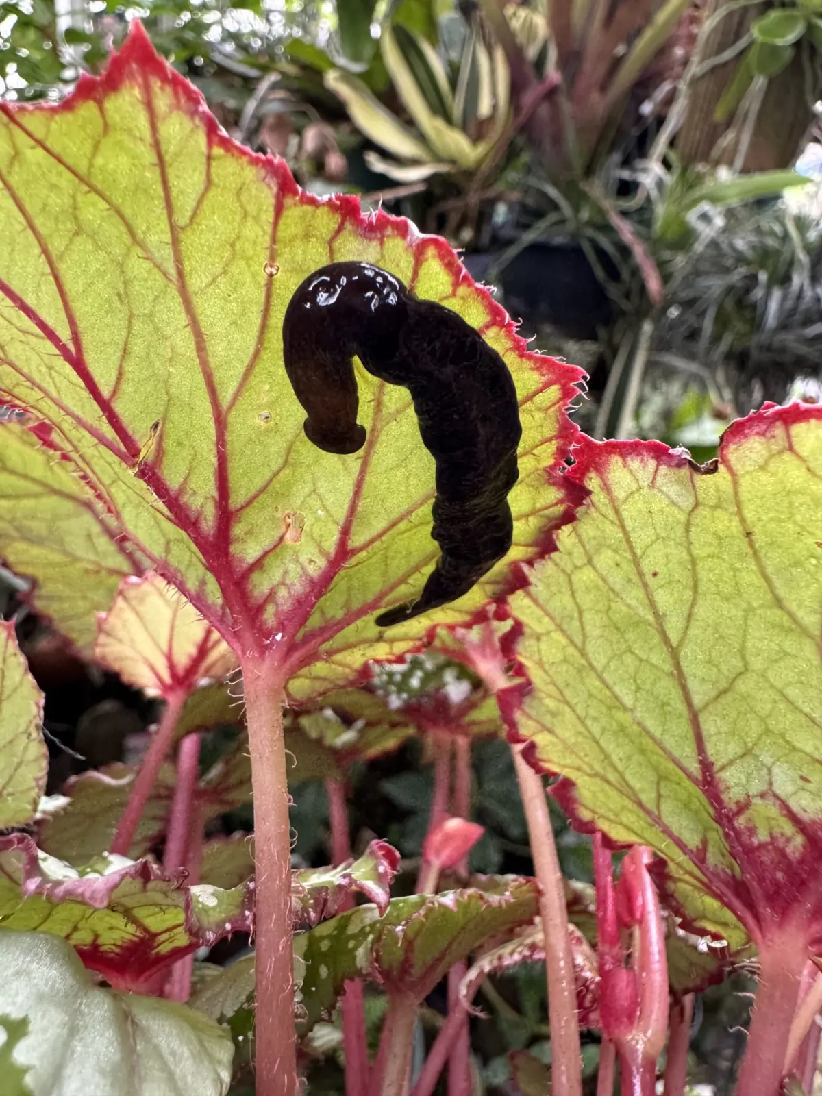 レックス　ベゴニア　葉裏　陸性プラナリア