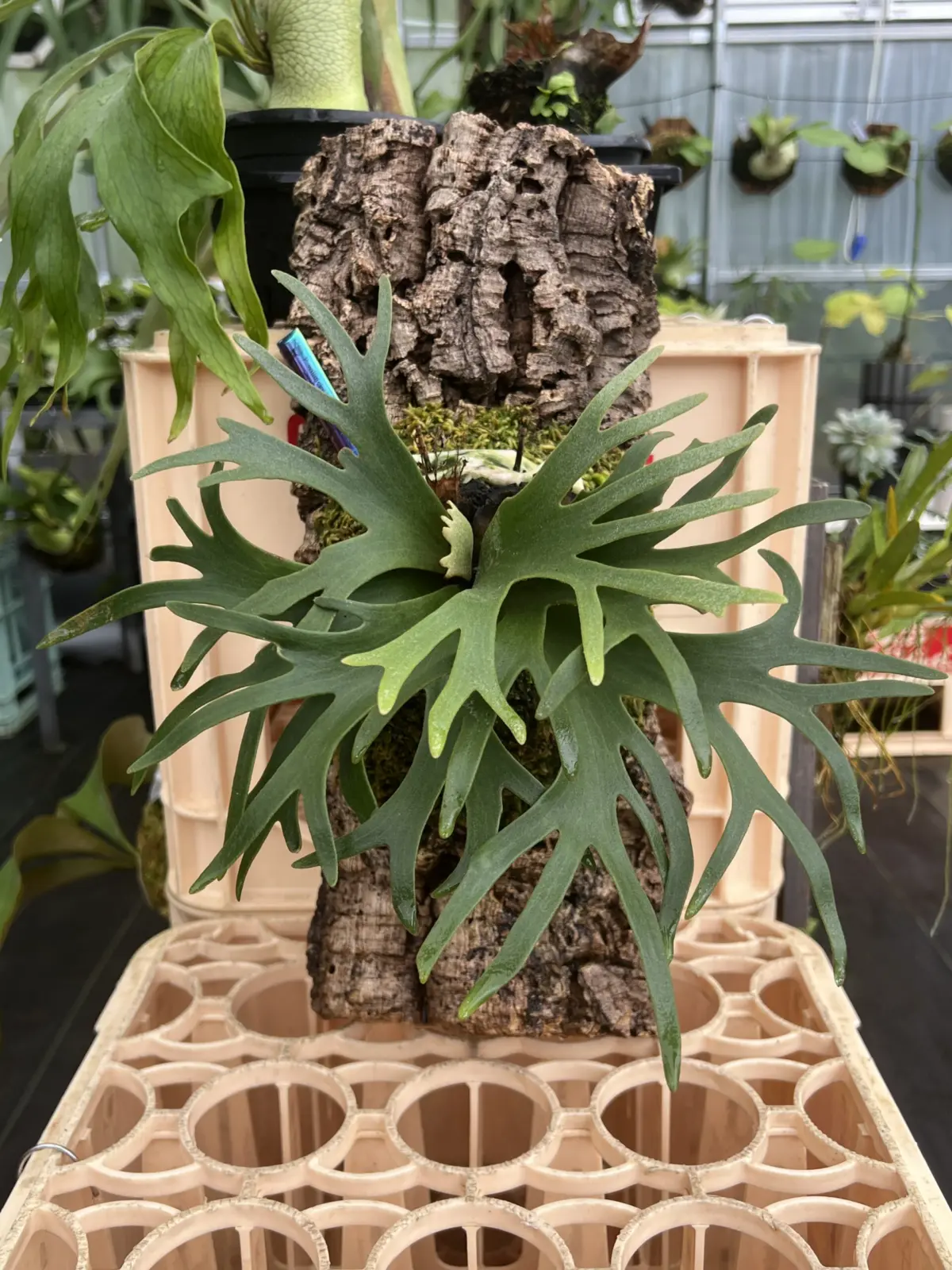 ビカクシダ　バクテリア