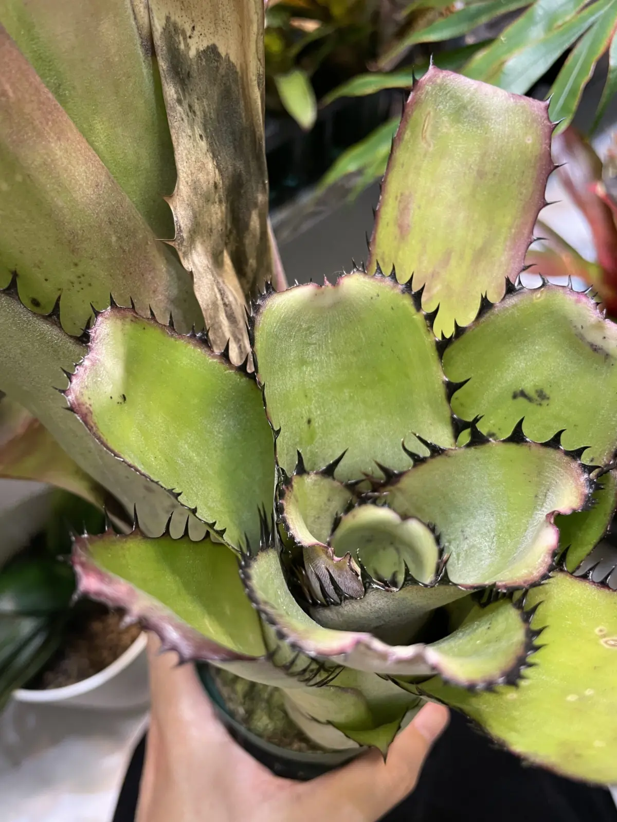 ビルベルギア サンデリアーナ