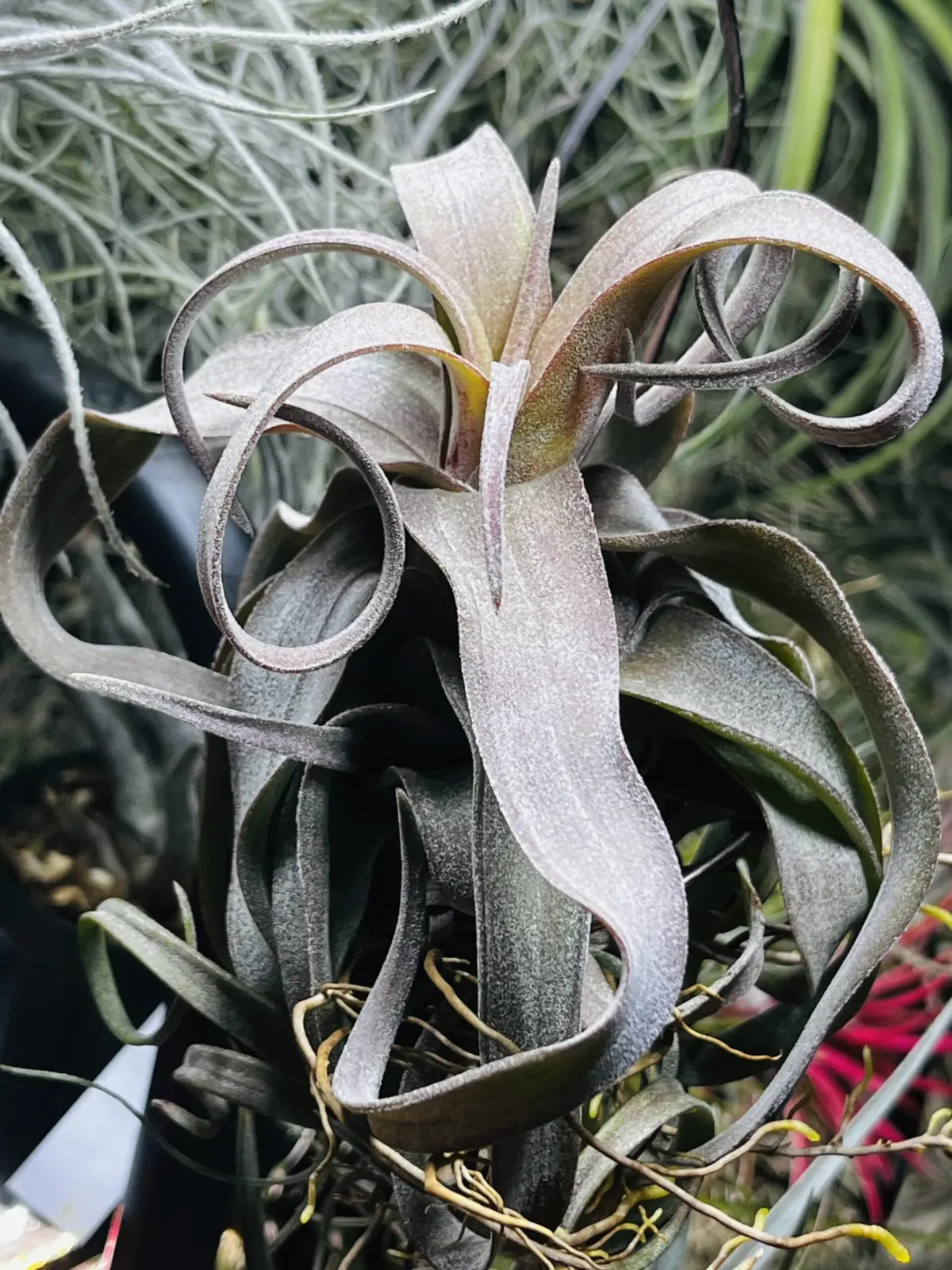 ティランジア　ストレプトフィラ　レッドクローン