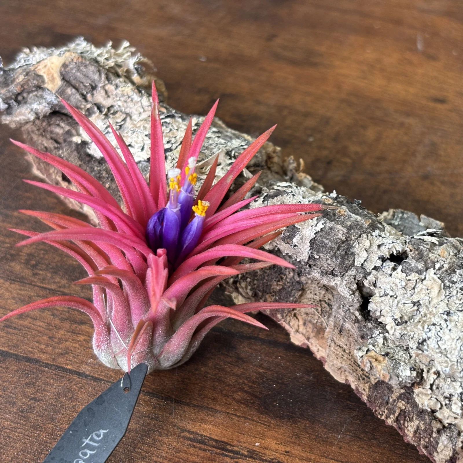 チランジア　斑入り