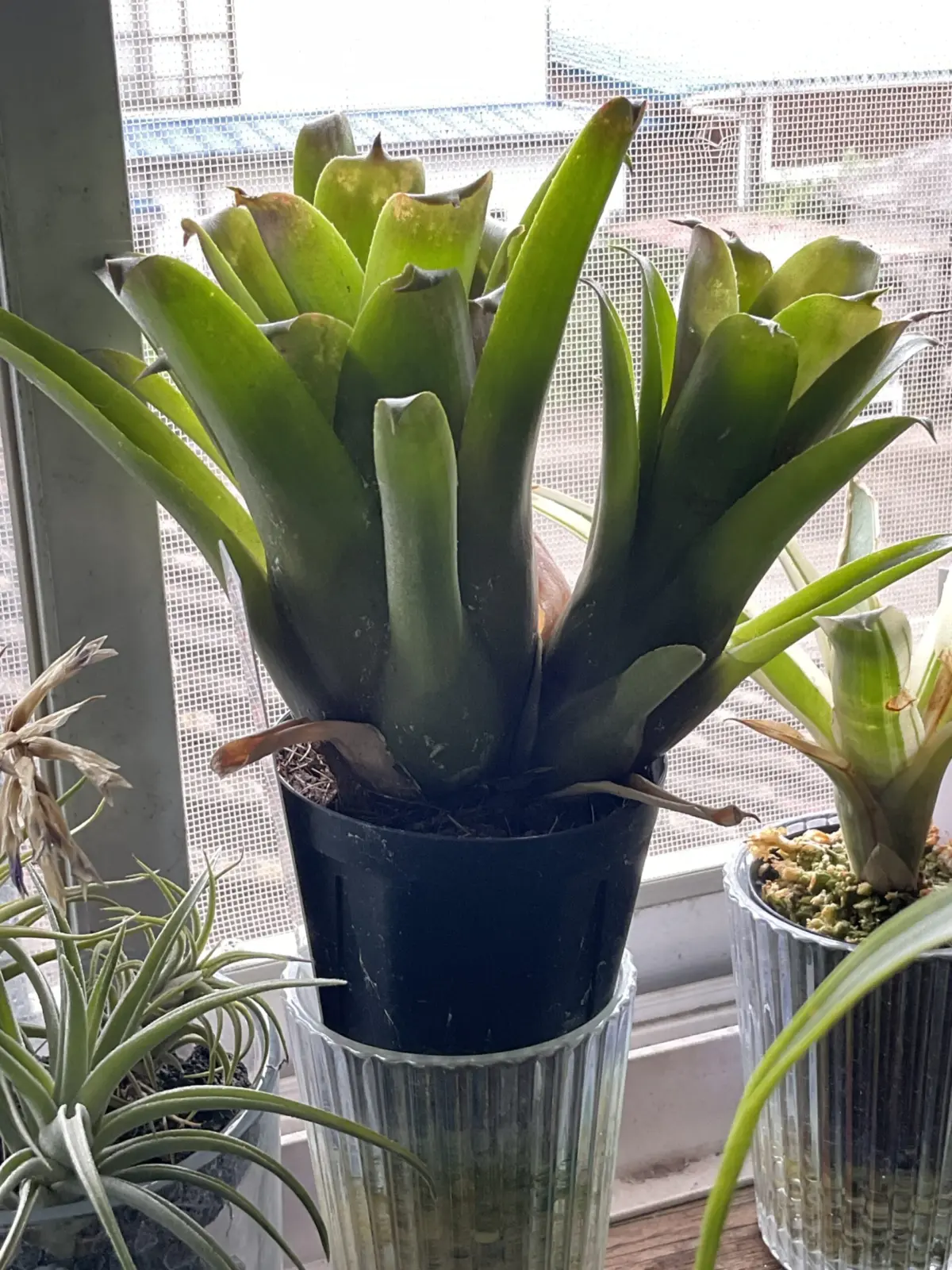 エクメア ブルートゥース