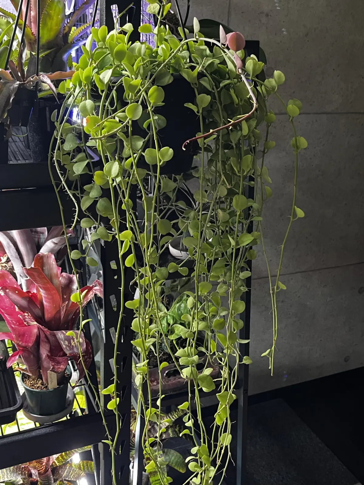 ディスキデイア　不明種