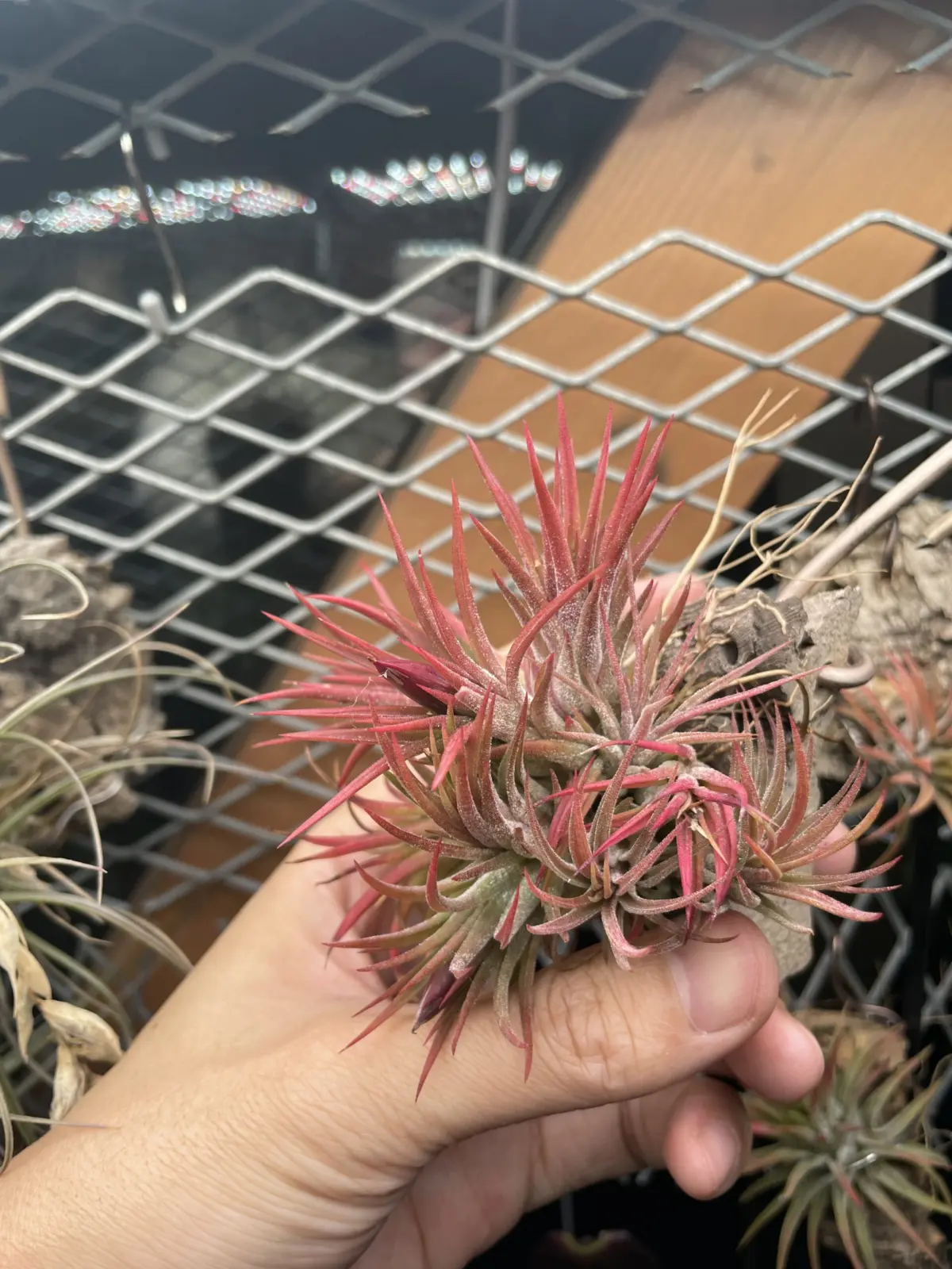 ティランジア　イオナンタ