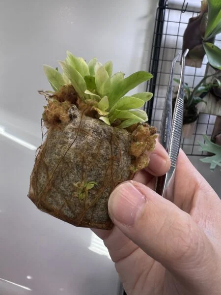 アスプレニウム　胞子まきから
