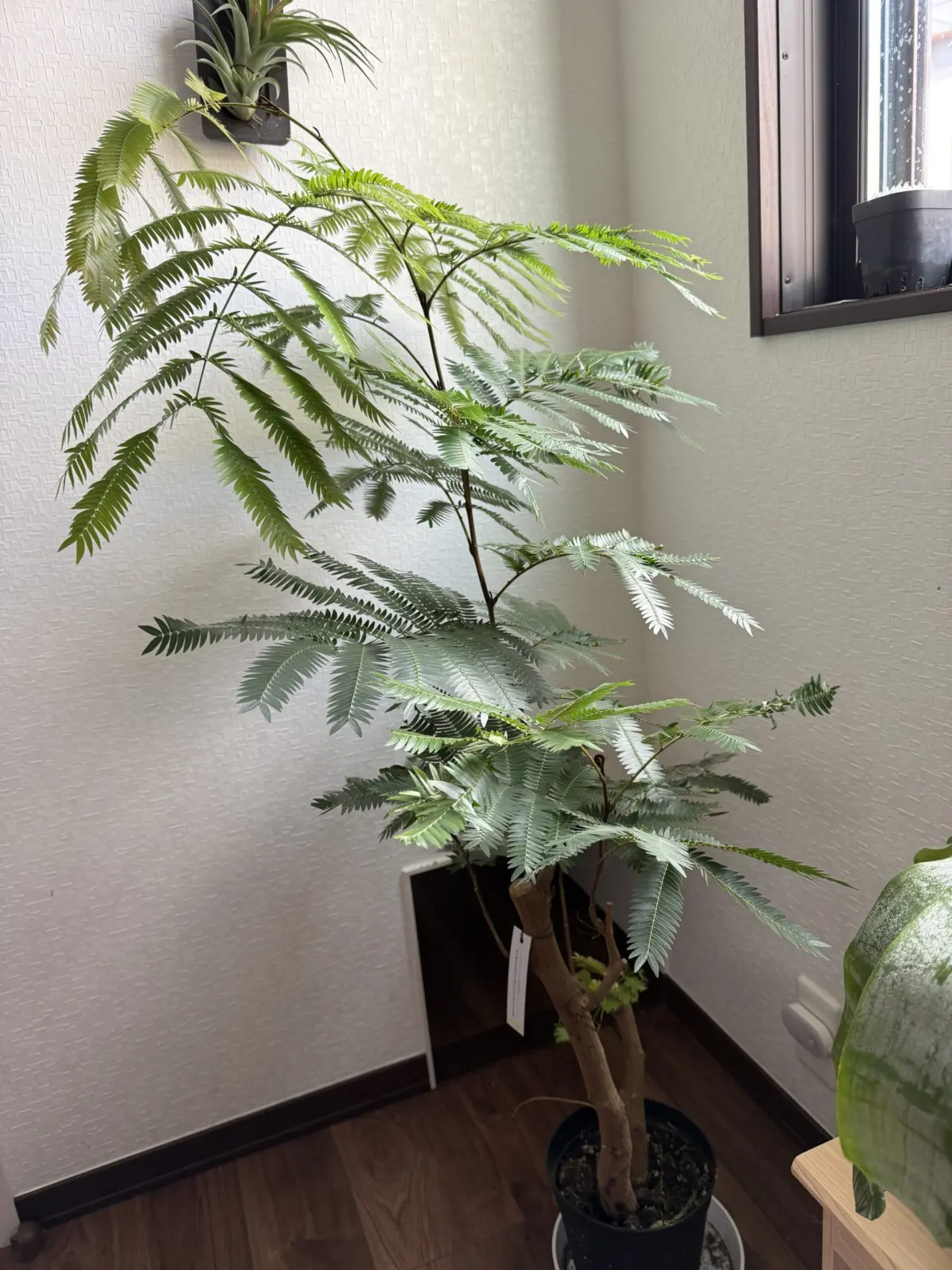 エバーフレッシュ