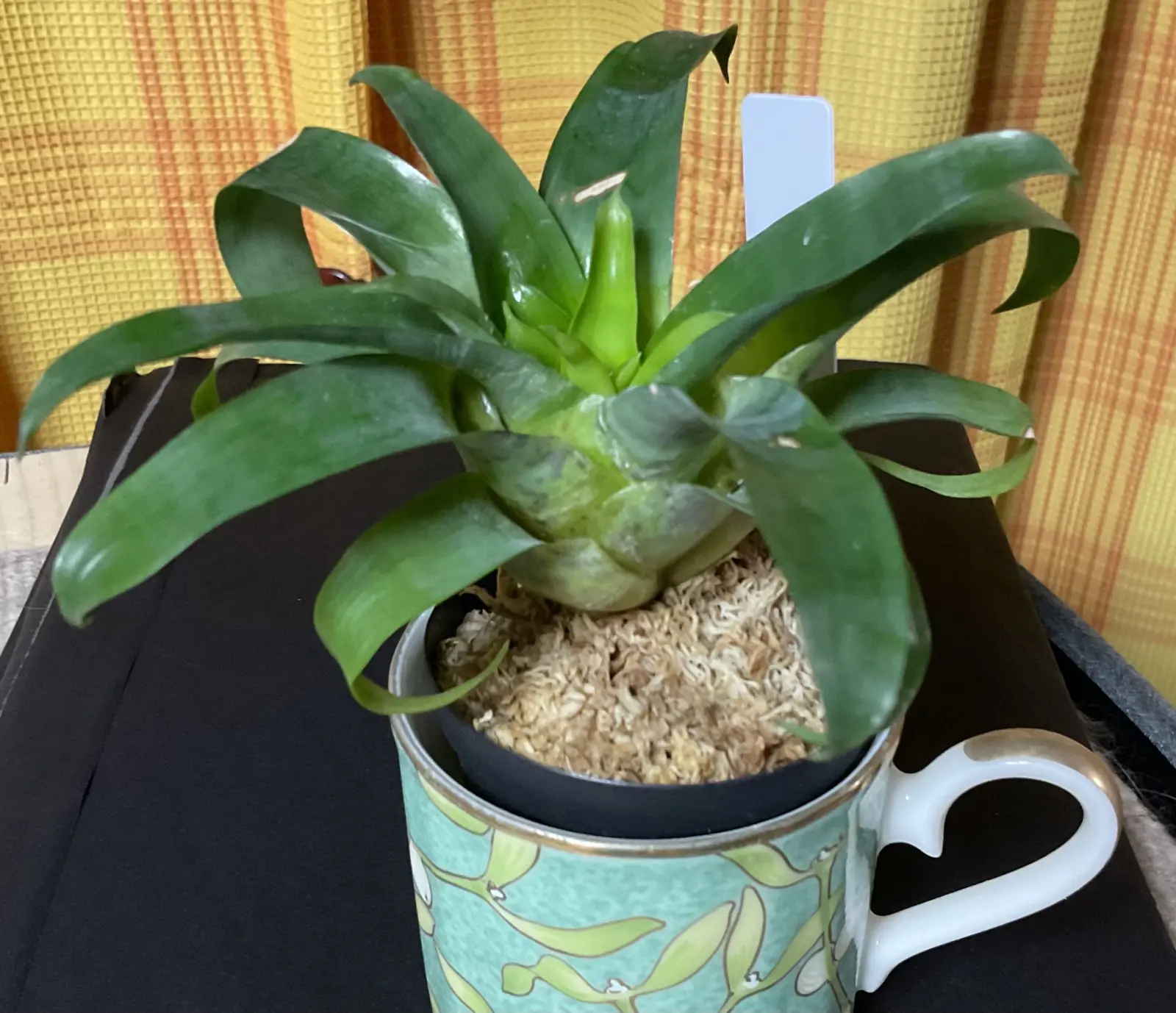 フリーセア ラシナエ