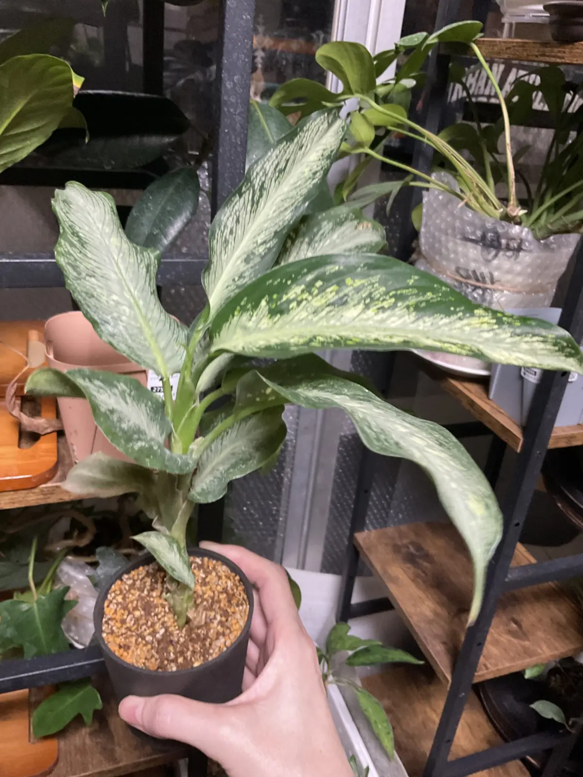 ディフェンバキア