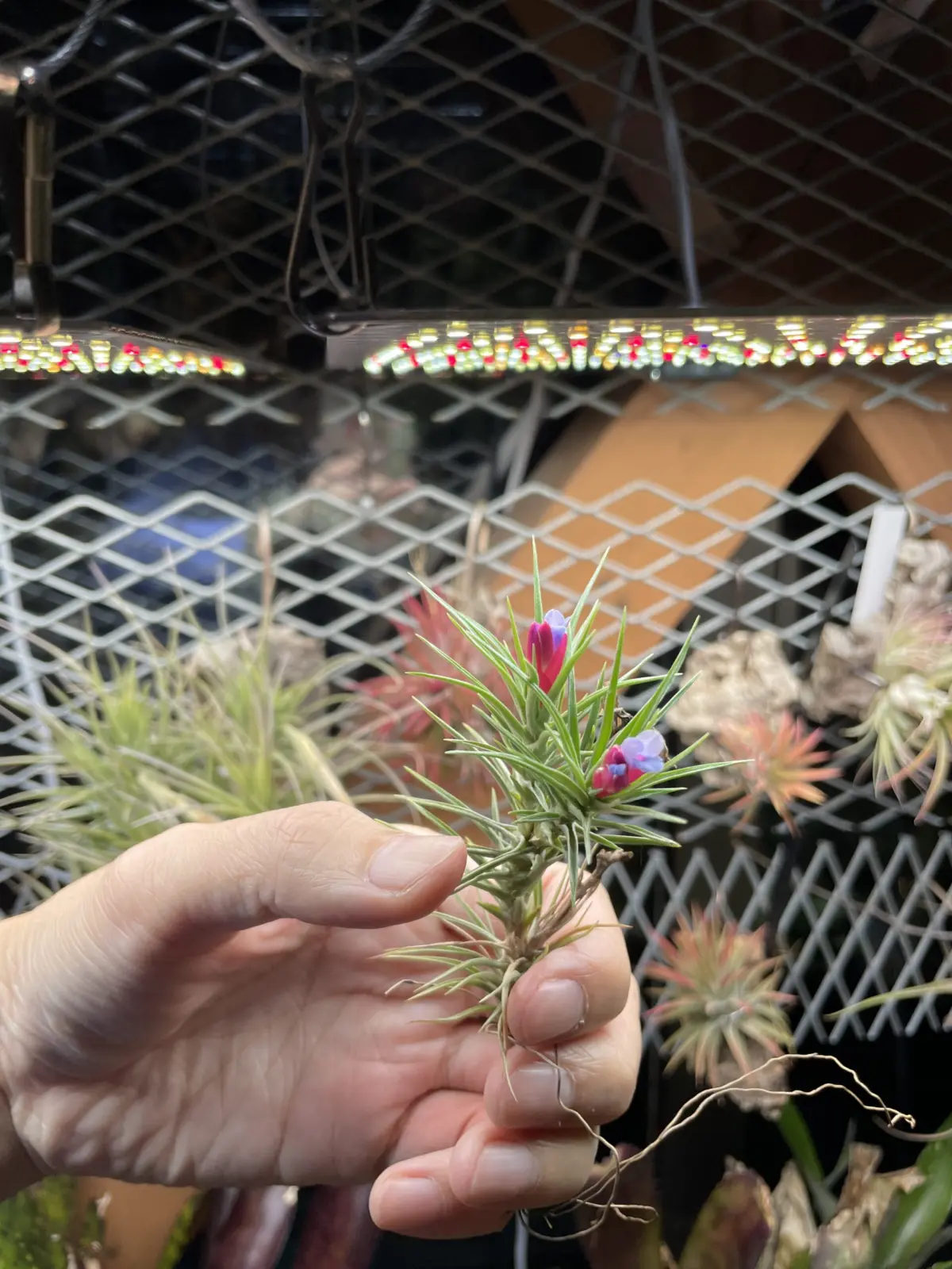 ティランジア　テヌイフォリア