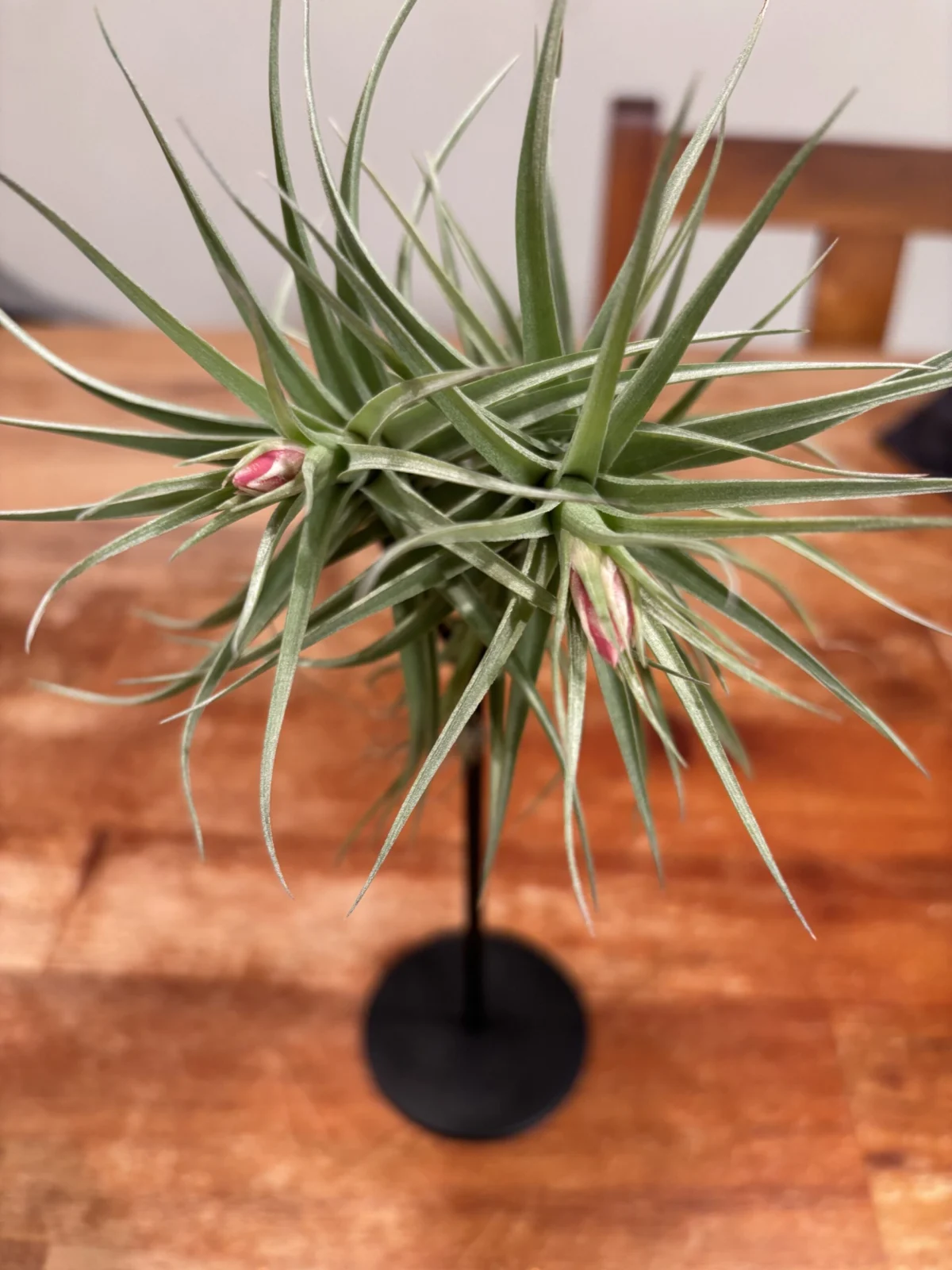 ティランジア　お片付け箱