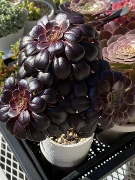 多肉植物 アエオニウム 黒法師